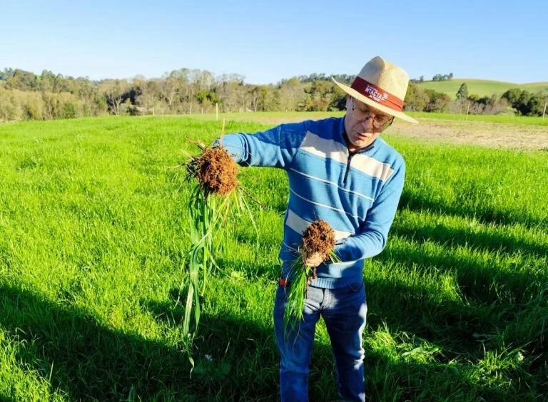 UFSM lança guia gratuito sobre manejo de plantas forrageiras